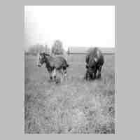 070-0039 Kawernicken. Die Stute Lore mit ihrem Fohlen auf der Weide. Im Hintergrund die Scheune mit Stall vom Hof Hinz..jpg